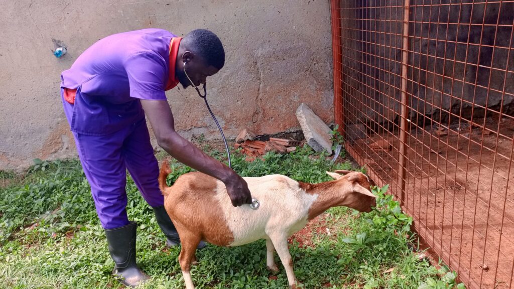Best home call veterinary services for goats in Kampala, Uganda Superior Animal Clinic
