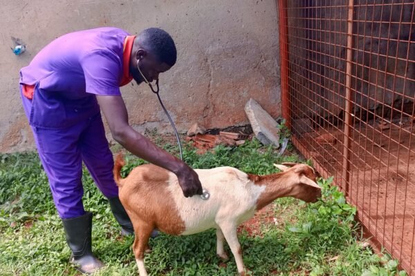 Best home call veterinary services for goats in Kampala, Uganda Superior Animal Clinic