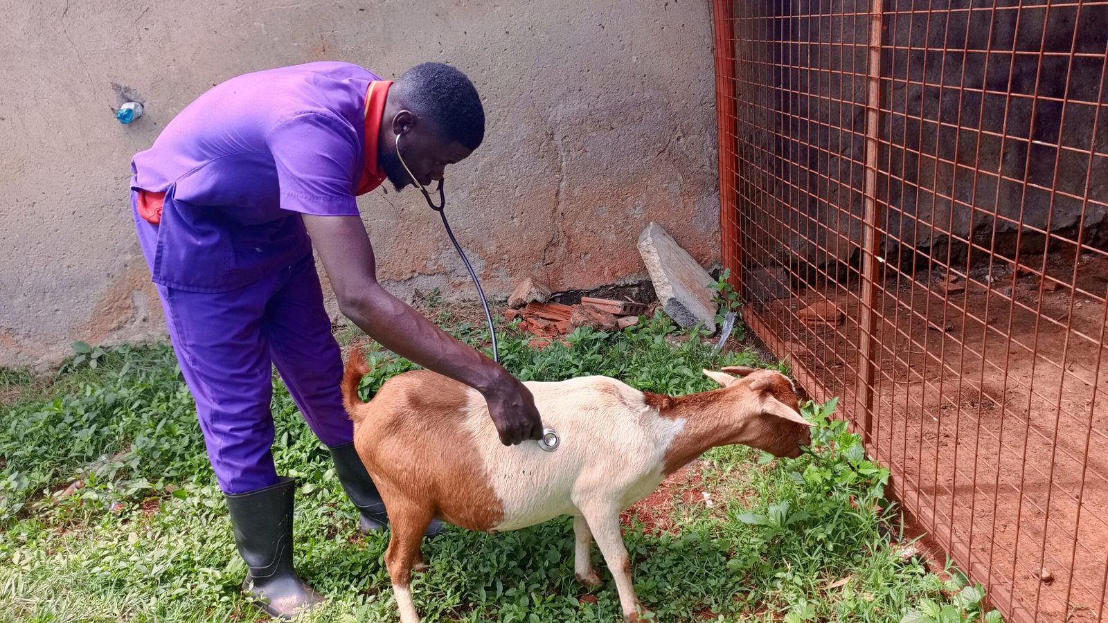 Best home call veterinary services for goats in Kampala, Uganda Superior Animal Clinic