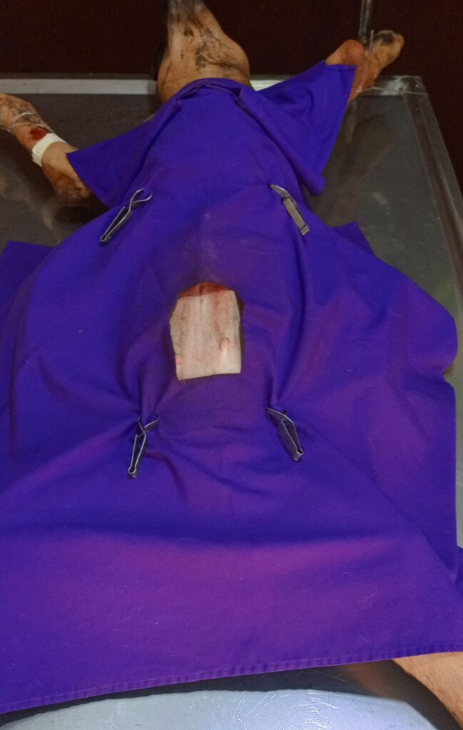 Caesarean for dogs in Kampala at Superior Animal Clinic