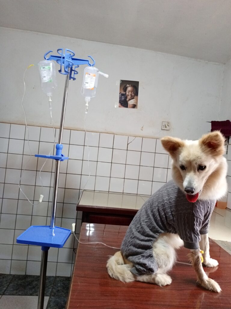 Dog in Kampala undergoing treatment after emergency admission at Superior Animal Clinic