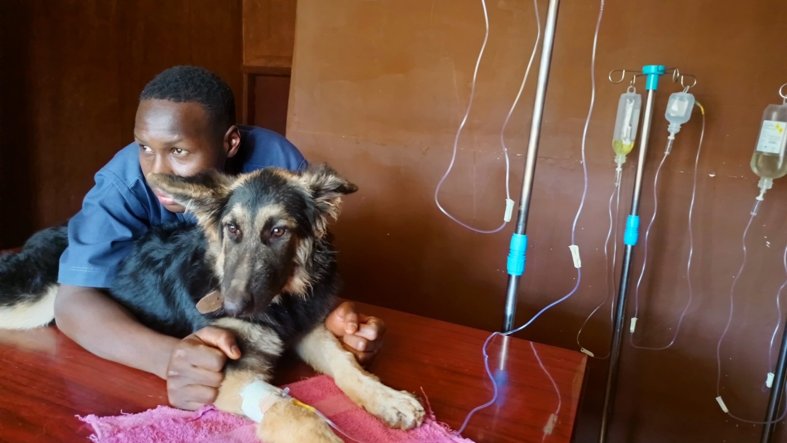 Dog poisoned in Kampala being treated at Superior Animal Clinic