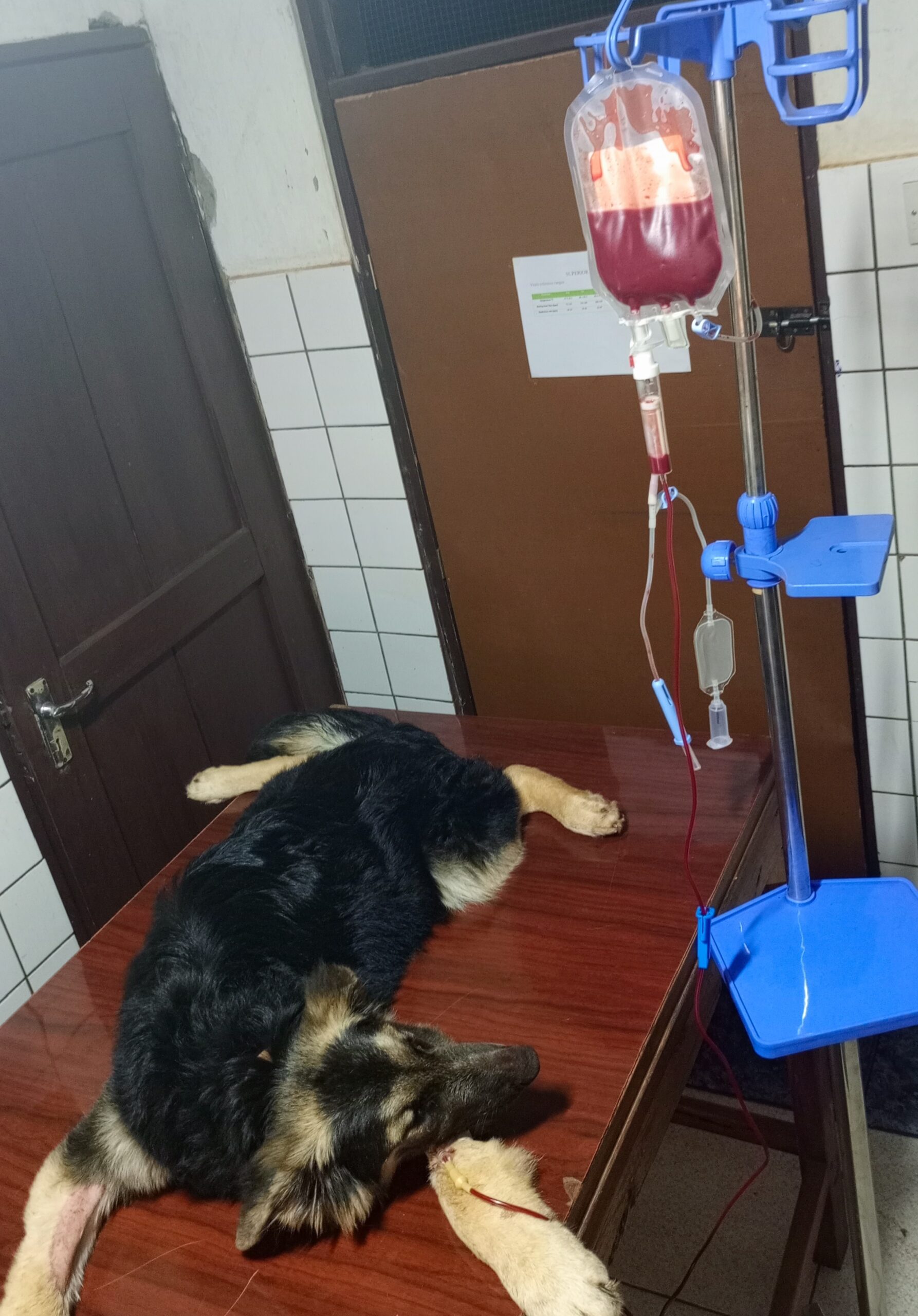 Dog receiving blood transfusion at Superior Animal Clinic in Kampala