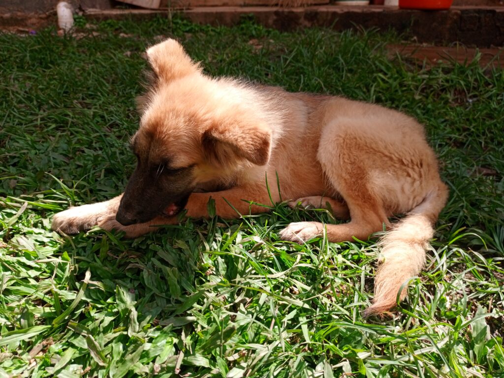 Dog receiving pain treatment at Superior Animal Clinic in Kampala, Uganda
