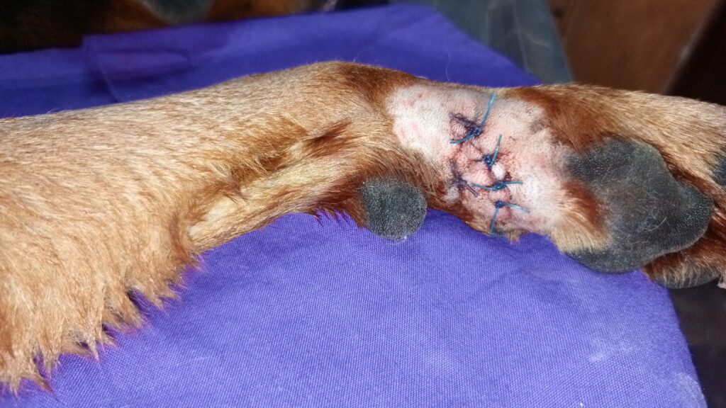 Dog wound sticthed at Superior Animal Clinic in Kampala, Uganda