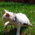 Expert care for limping cat at Superior Animal Clinic along Salaama Road