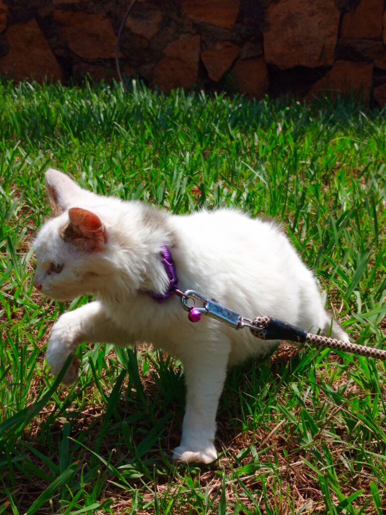 Expert care for limping cat at Superior Animal Clinic along Salaama Road