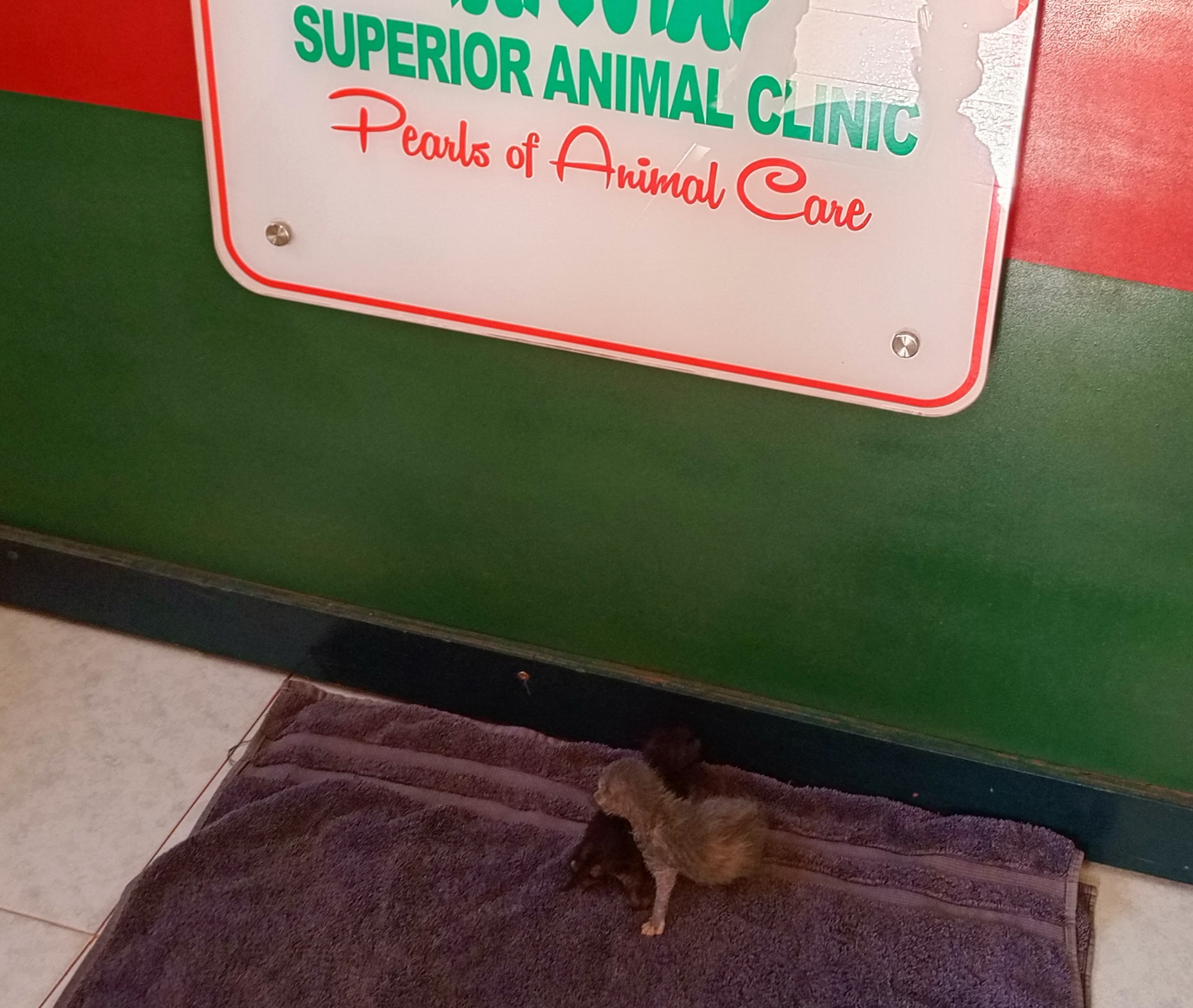 How to Care for Orphaned Kittens in Kampala – Expert Guide by Superior Animal Clinic