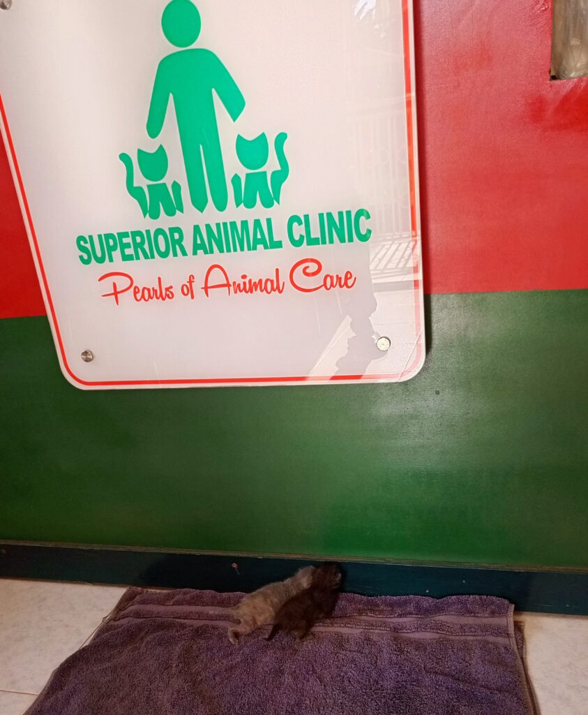 Orphaned Kittens in Kampala Nutrition, Warmth & Vet Care Tips by Superior Animal Clinic