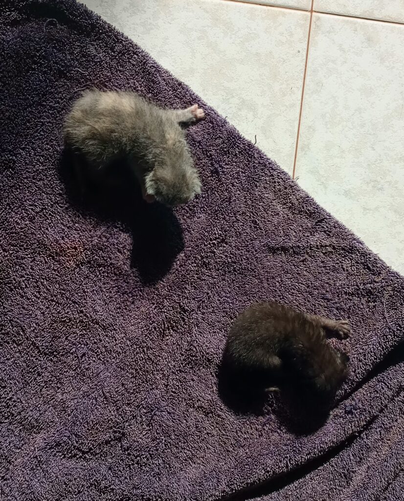 Rescuing Orphaned Kittens in Kampala Vet Tips from Superior Animal Clinic