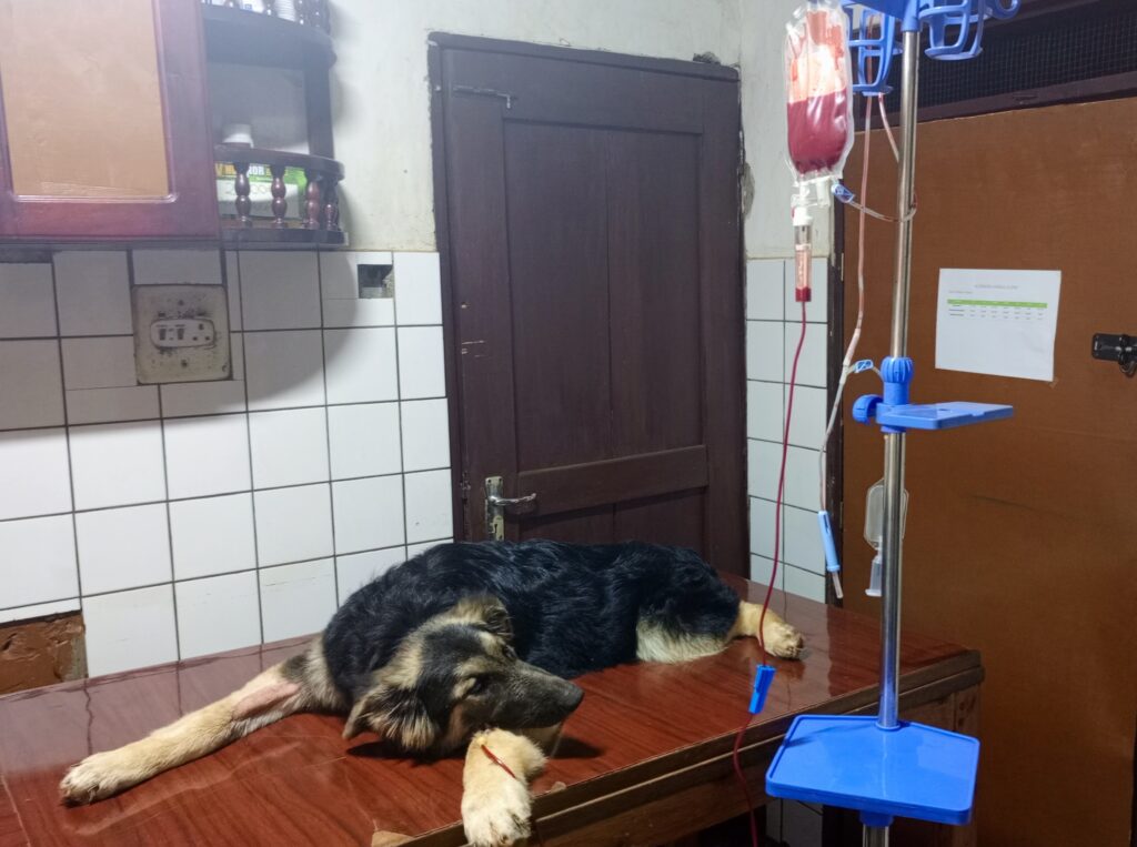 Safe veterinary blood transfusion procedure for dogs in Kampala at Superior Animal Clinic