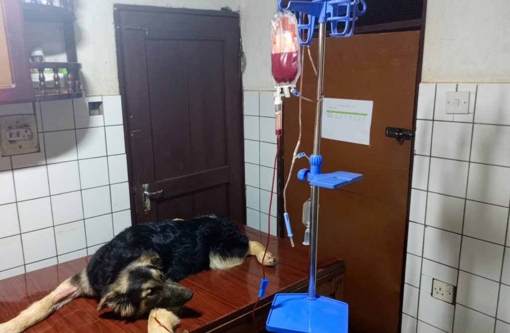 Veterinarian performing blood transfusion on weak dog in Uganda