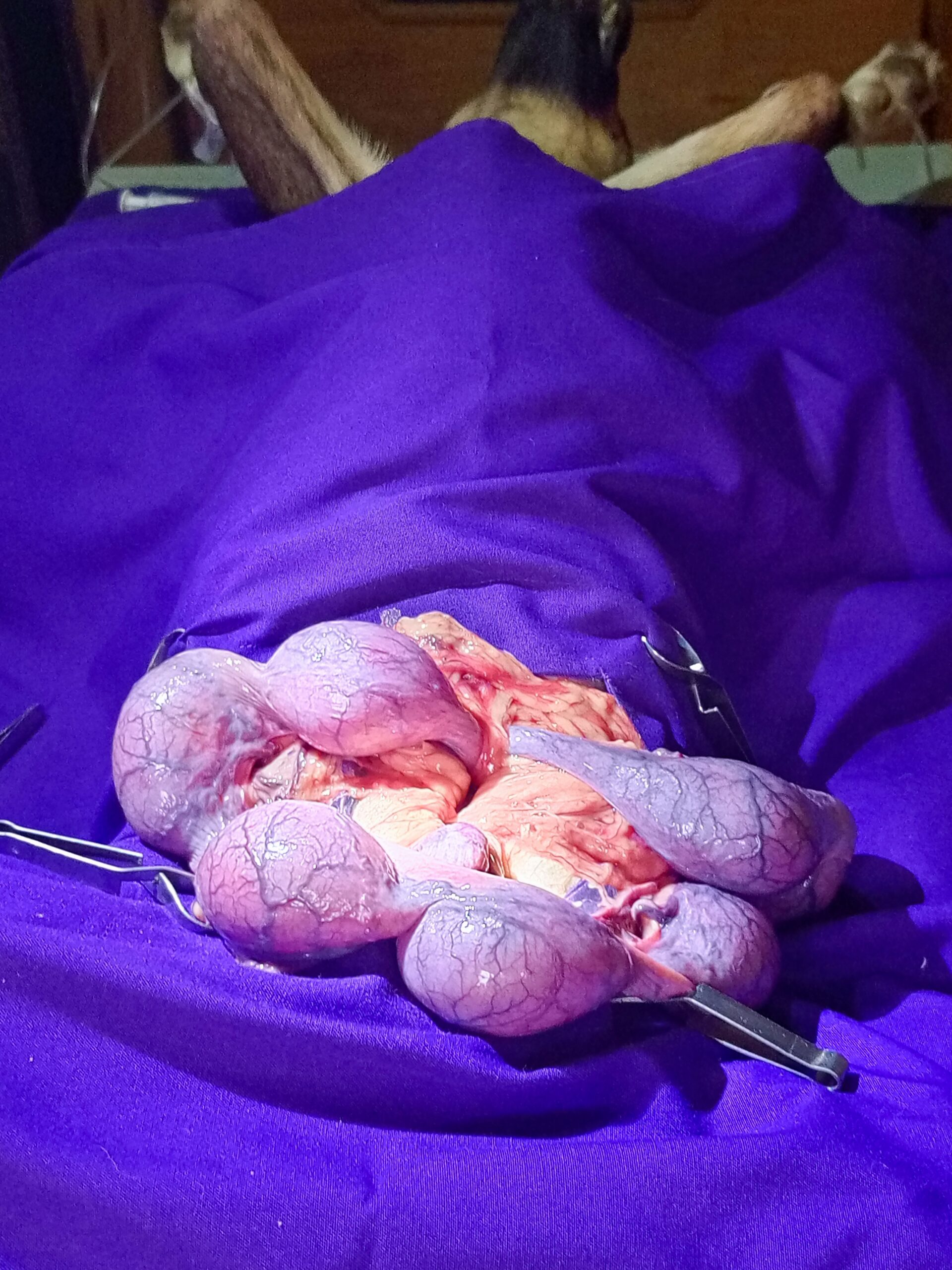 Veterinary C-Section for Dogs in Kampala – Help Your Pregnant Dog Deliver Safely at Superior Animal Clinic