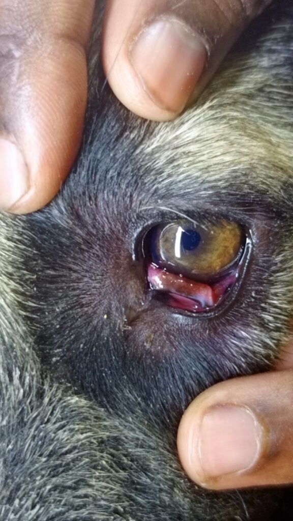 best veterinary clinic for cherry eye Uganda at Superior Animal Clinic