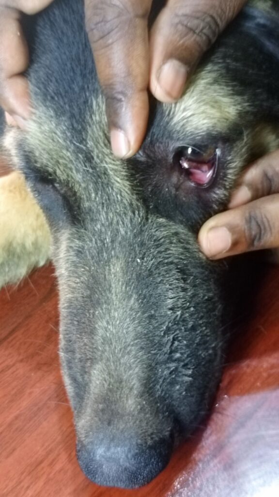 cherry eye treatment for dogs in Kampala at Superior Animal Clinic