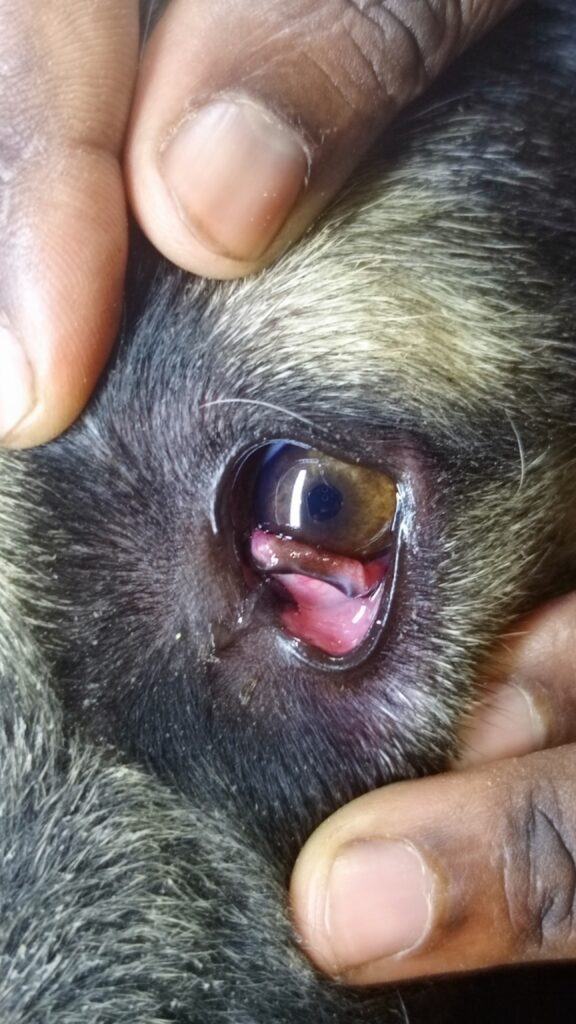 swollen eye in dog vet Kampala at Superior Animal Clinic