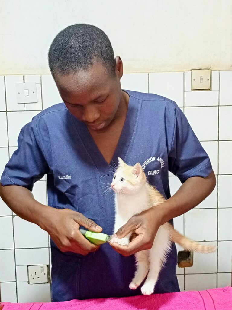 A Cat vet in Kampala trimming kitten's nails at Superior Animal Clinic