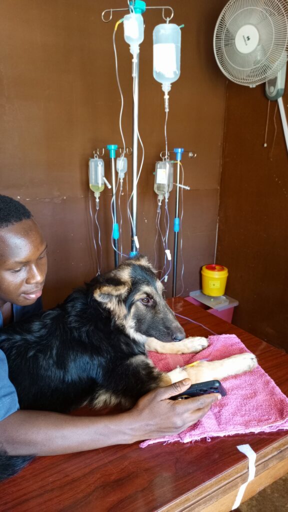 Affordable parvo treatment for dogs at veterinary hospital in Makindye Kampala