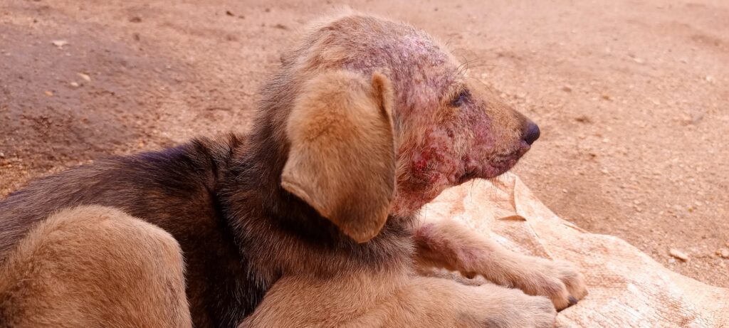 Affordable veterinary mange treatment in Kampala Uganda