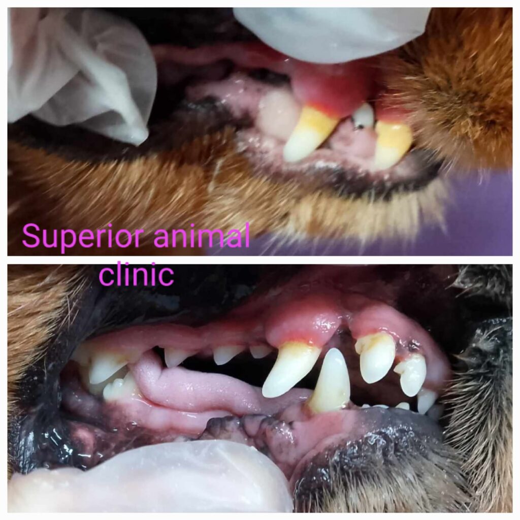 Before and after dog teeth cleaning in at Superior Animal Clinic