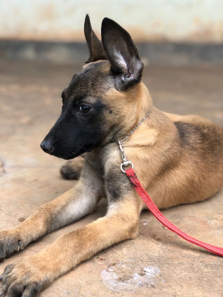 Belgian Malinois puppies in Kampala at Superior Animal Clinic receiving vet care