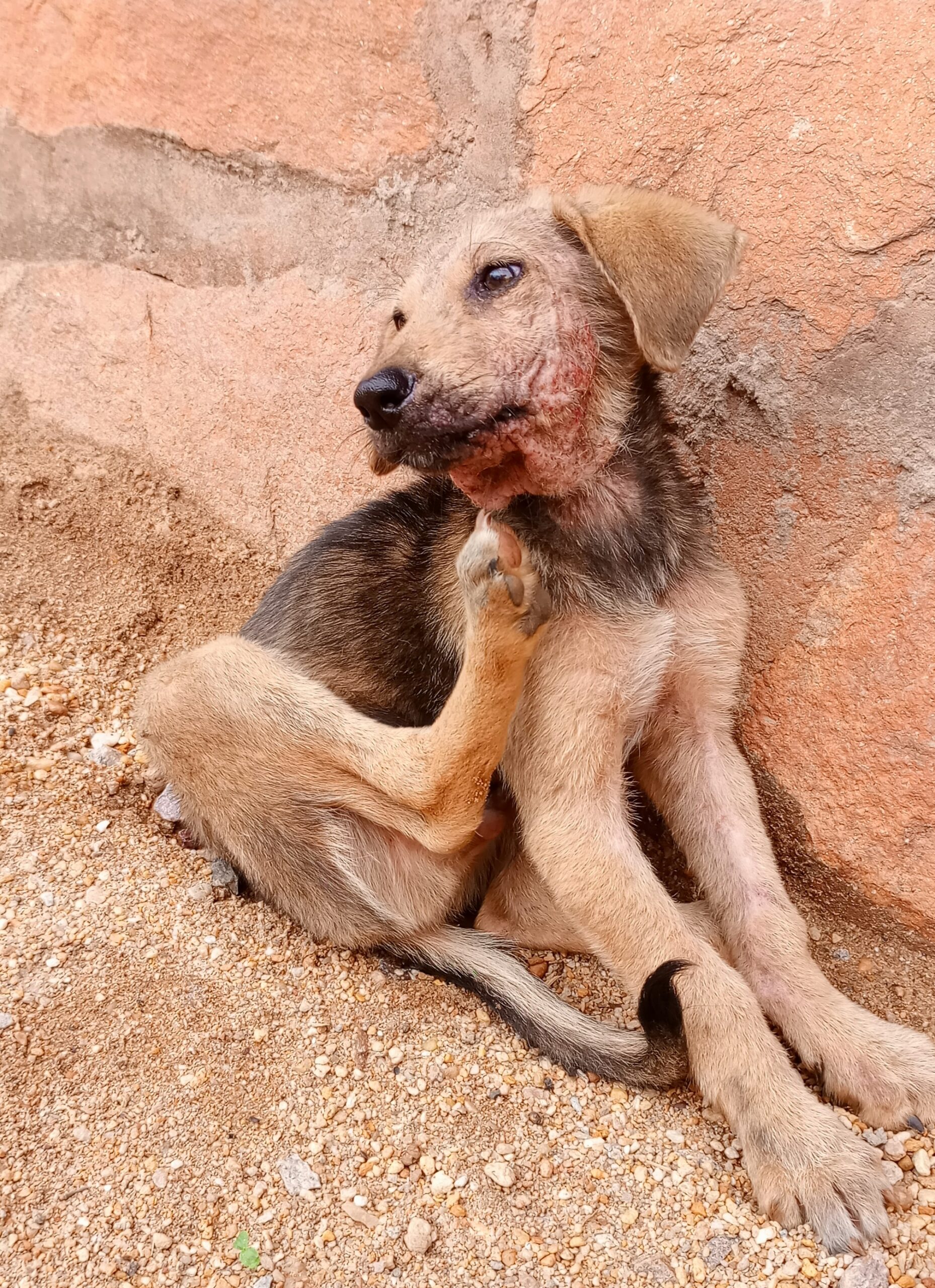 Best dog mange treatment in Kampala Uganda by experienced vet at Superior Animal Clinic