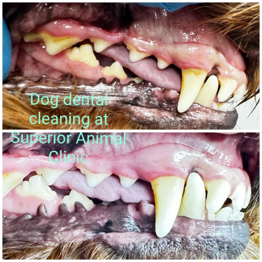 Best dog teeth cleaning service in Kampala Uganda at Superior Animal Clinic