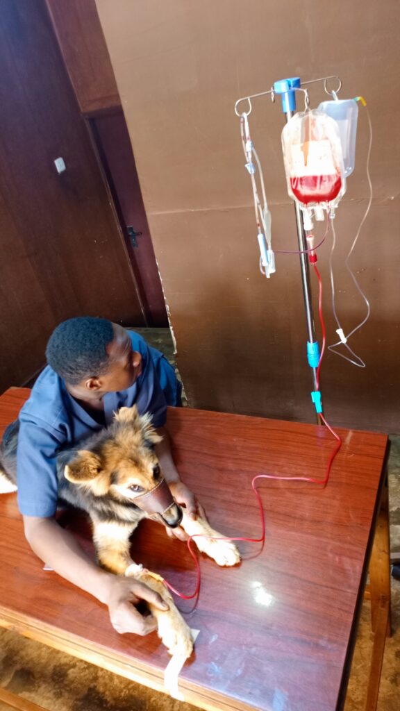 Best veterinary clinic in Kampala for dog bloody diarrhea treatment – Superior Animal Clinic