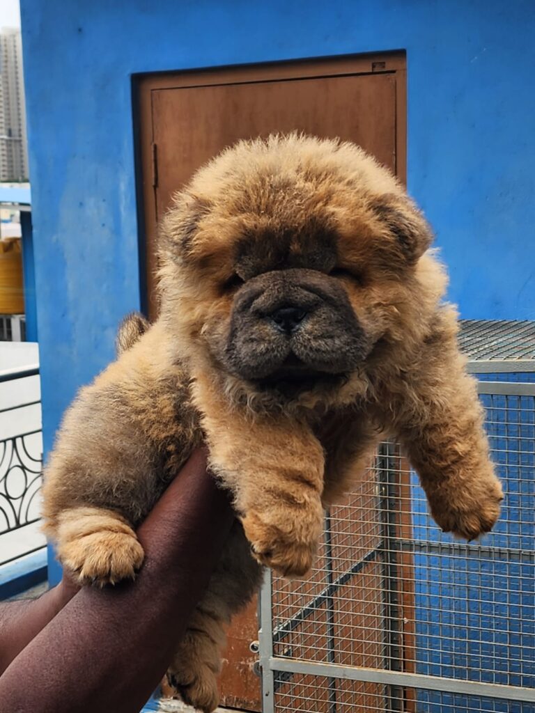 Chow Chow puppies in Kampala at Superior Animal Clinic receiving vet care