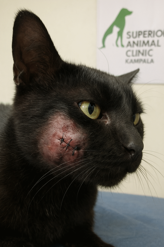 Close-up of a cat with abscess wound near cheek before treatment at Superior Animal Clinic Kampala