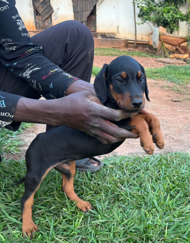 Dobermann puppies in Kampala at Superior Animal Clinic receiving vet care
