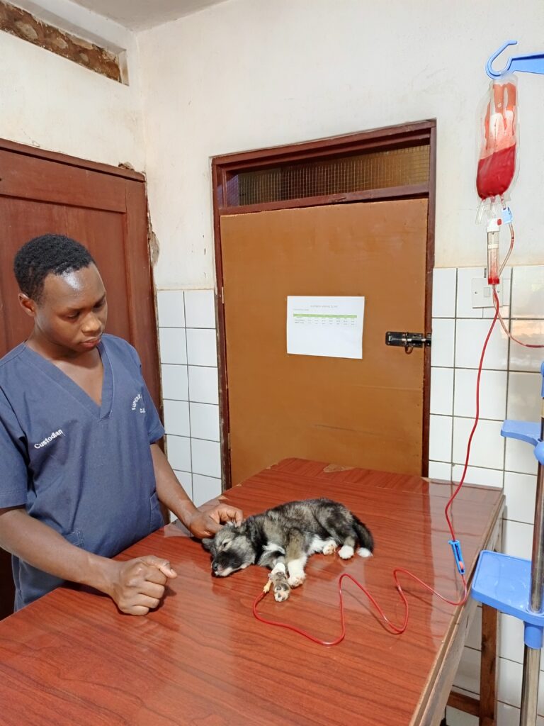 Dog blood transfusion for severe tick fever at Superior Animal Clinic Makindye, Kampala Uganda