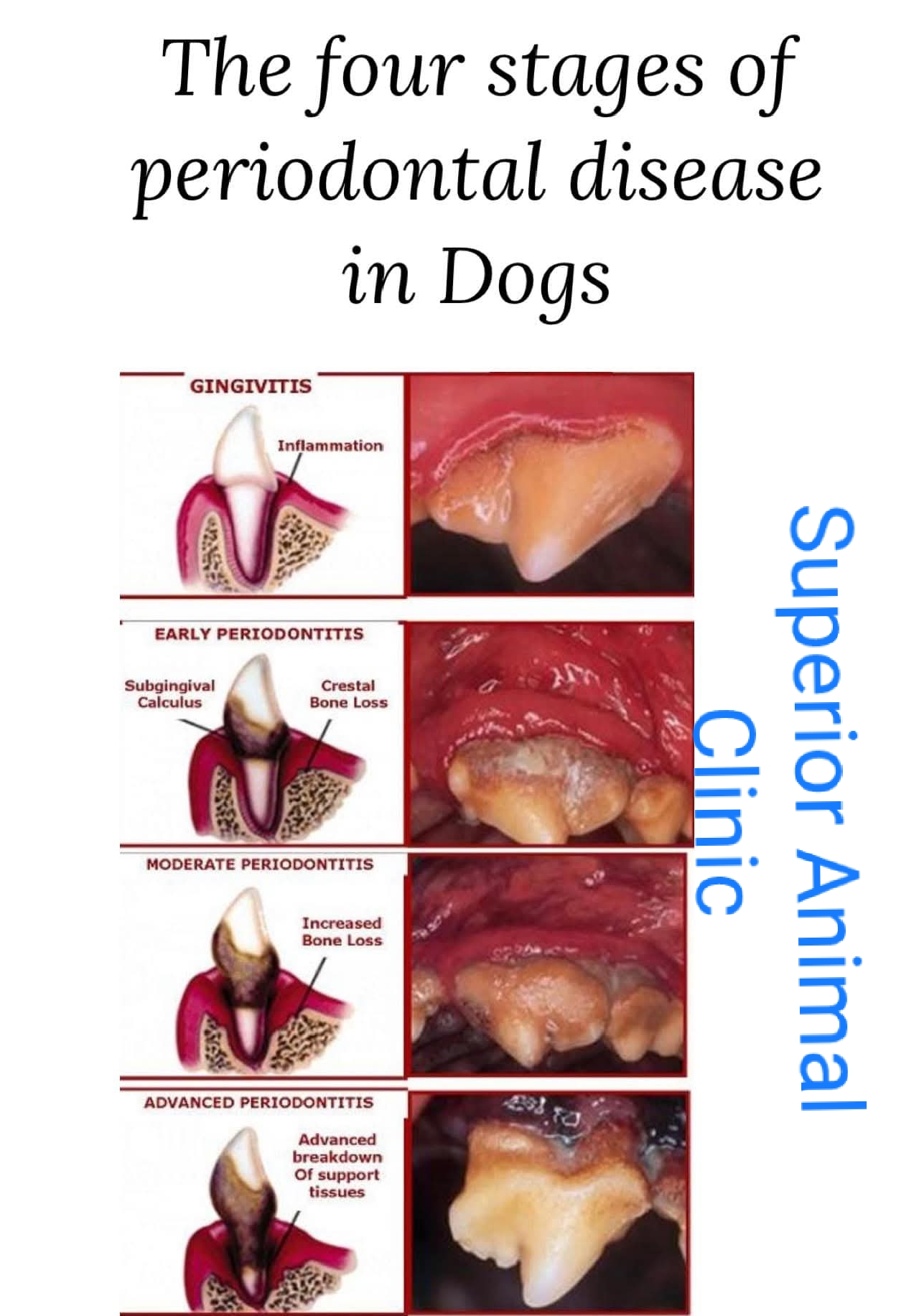 Dog dental disease treatment and teeth cleaning in Kampala at Superior Animal Clinic