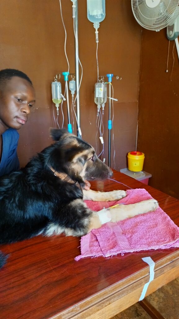 Dog doctor in Old Kampala giving injection for parvo treatment
