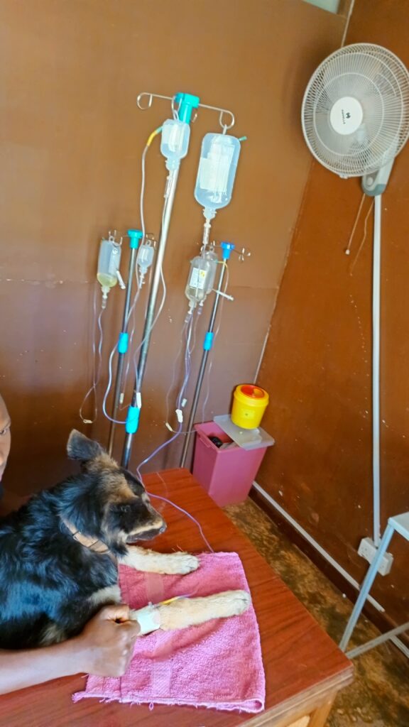 Dog receiving IV fluids for parvo at veterinary clinic in Makindye Kampala
