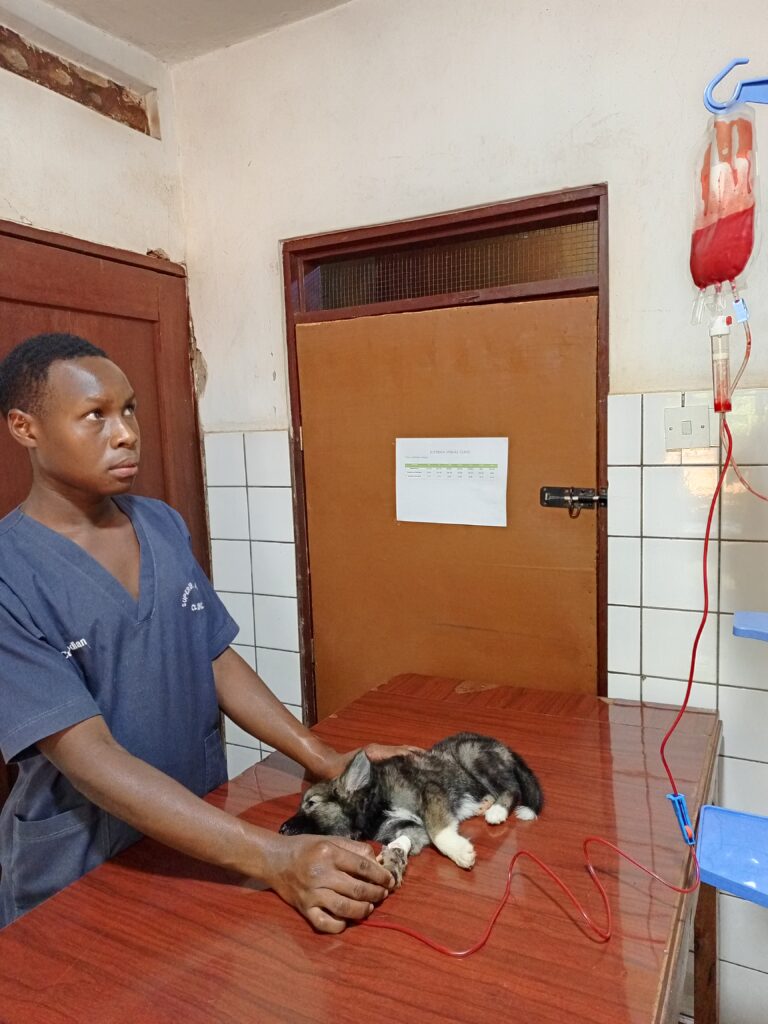 Dog with parvovirus and bloody diarrhea receiving treatment at Superior Animal Clinic Kampala