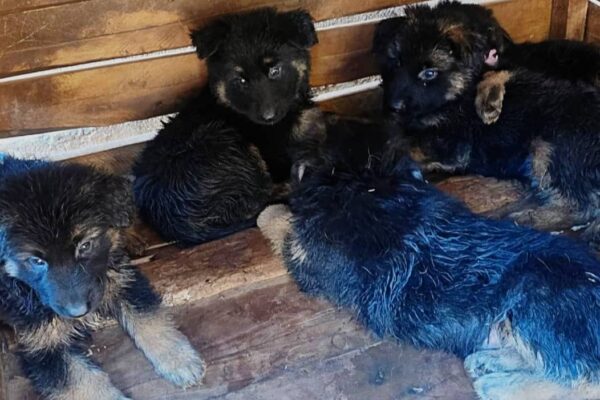 German Shepherd puppies in Kampala at Superior Animal Clinic receiving vet care