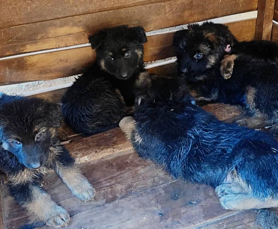 German Shepherd puppies in Kampala at Superior Animal Clinic receiving vet care