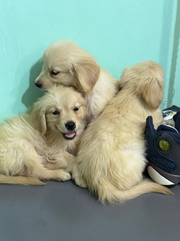 Golden retriever puppies in Kampala at Superior Animal Clinic receiving vet care