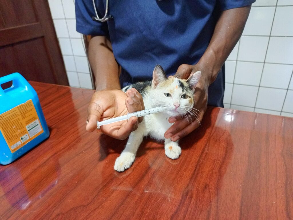 Healthy kitten after completing full vaccination schedule in Kampala at Superior Animal Clinic