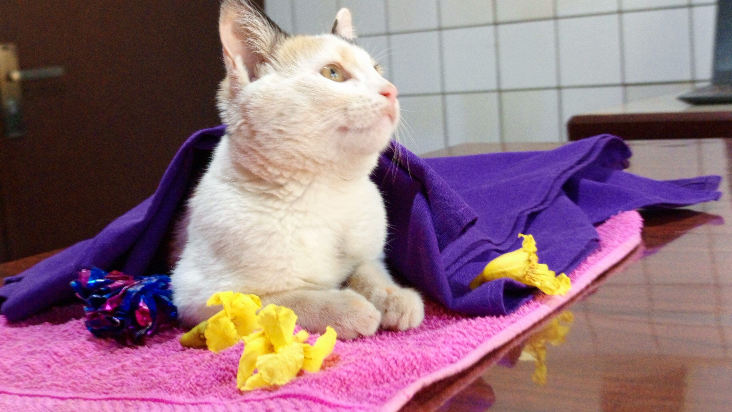 New kitten being examined during first vet visit at Superior Animal Clinic in Kampala