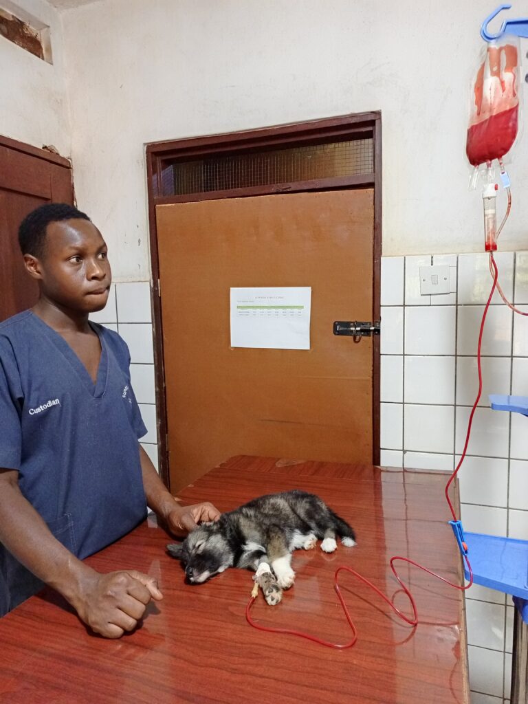 Parvo blood transfusion for severely anemic puppy at Superior Animal Clinic