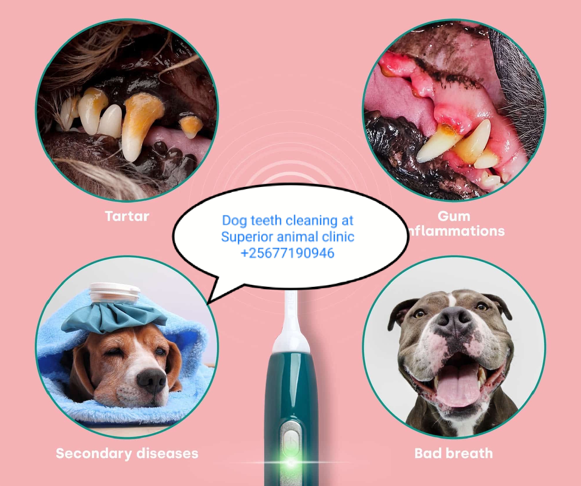 Professional dog dental cleaning in Kampala by experienced veterinarian at Superior Animal Clinic