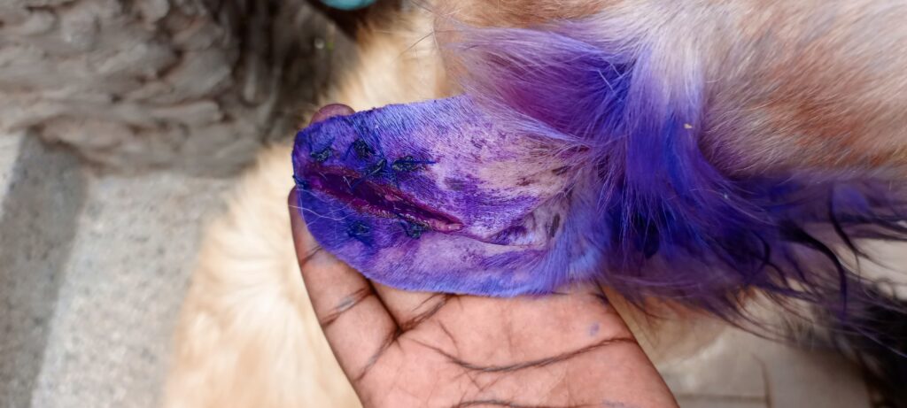 Veterinarian treating dog aural hematoma in Makindye, Kampala, Uganda