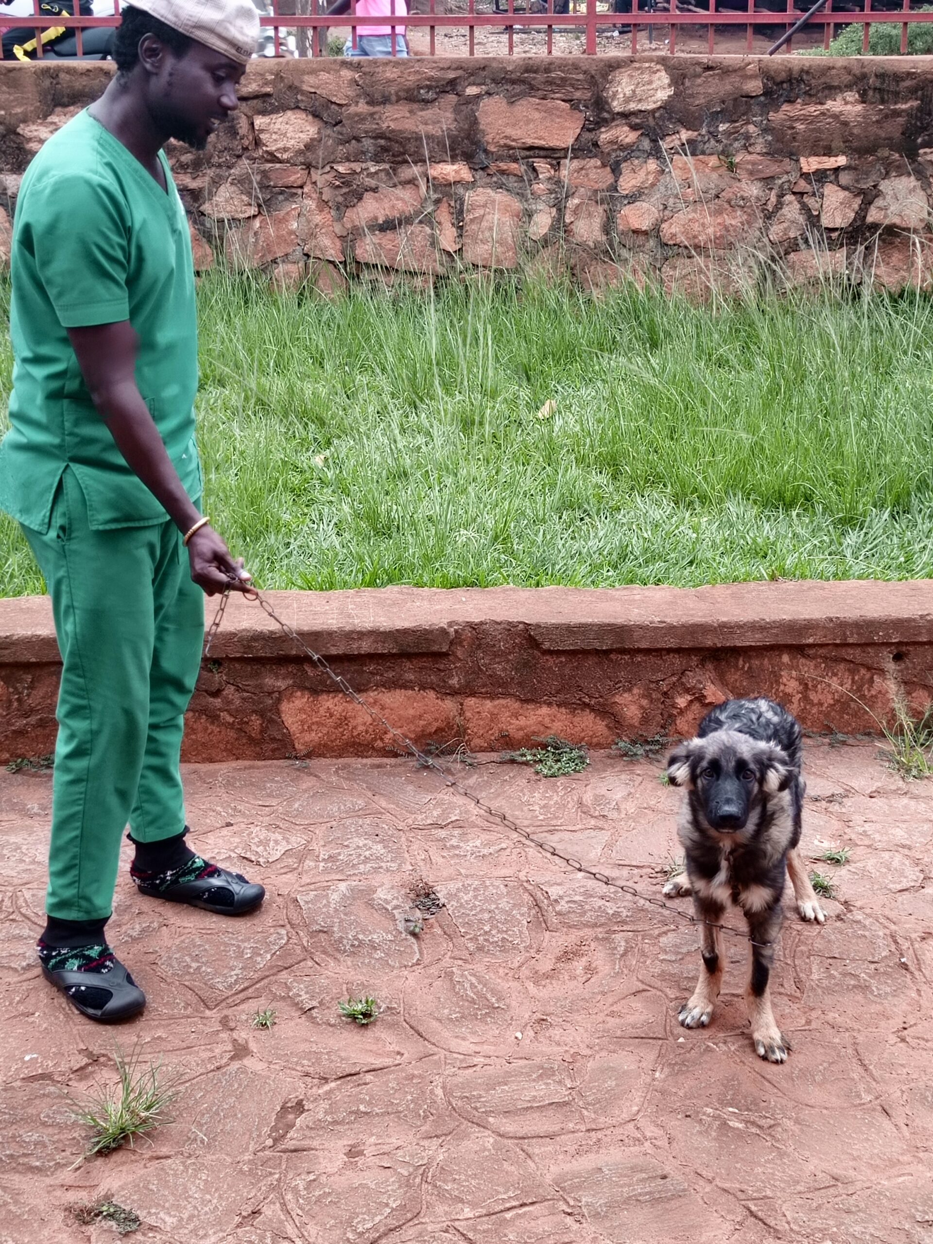 vet training a puppy in Kampala, Uganda at Superior Animal Clinic