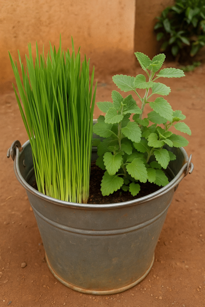 Homegrown cat garden in a bucket with wheatgrass and catnip for cats in Kampala, Uganda