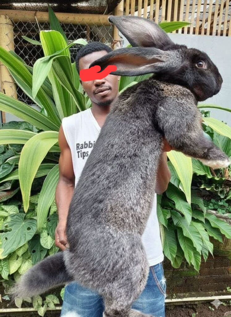 Rabbit owner bringing pet for spay surgery in Muyenga Kampala Uganda