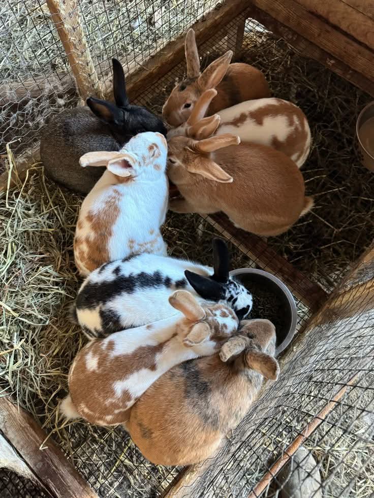 Rabbit recovery after neuter surgery at veterinary clinic Makindye