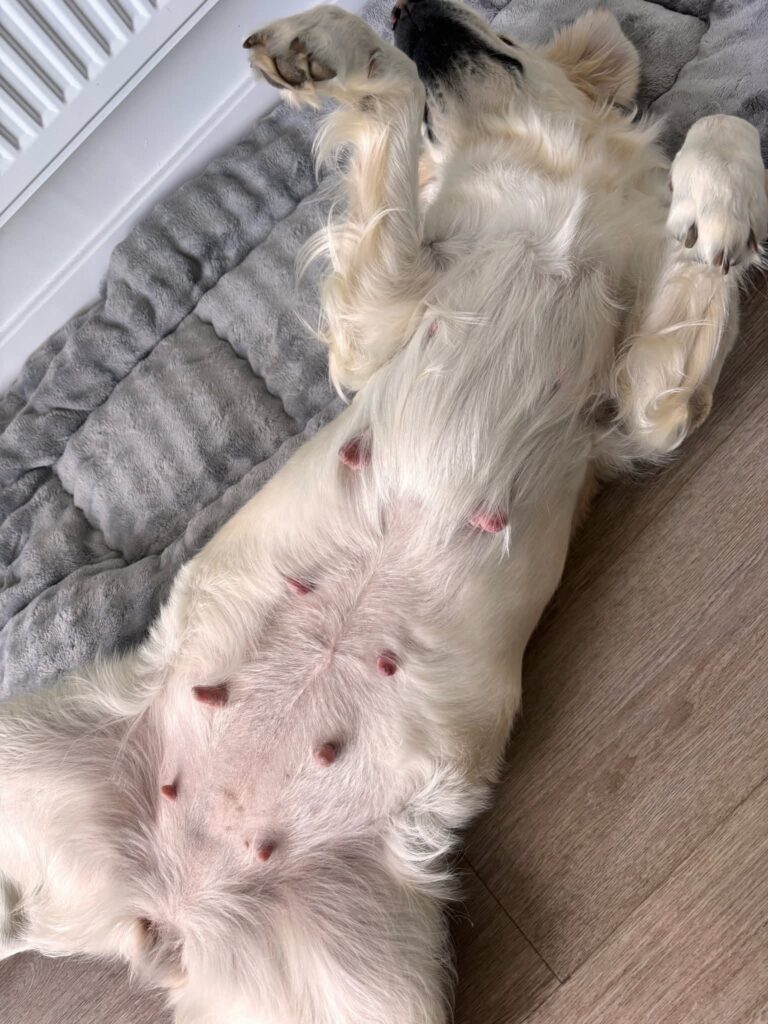 A pregnant dog relaxing on a dog bed in Kampala Uganda at Superior Animal Clinc