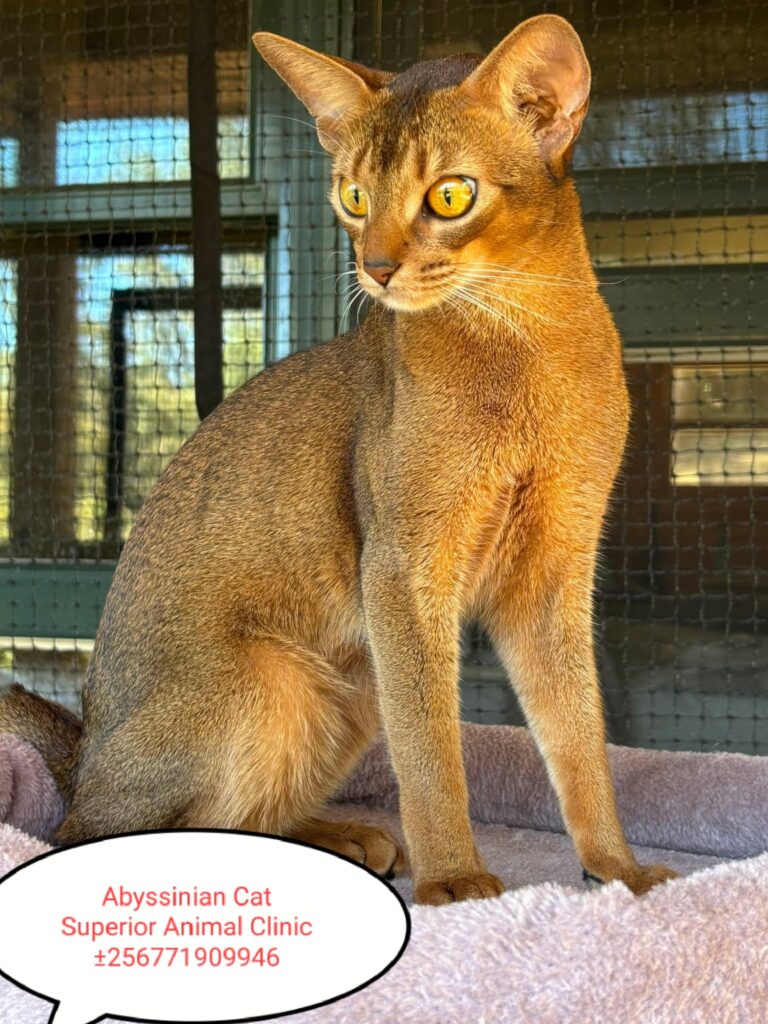 Abyssinian cat in Uganda at Superior Animal Clinic